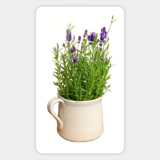 Lavender Plant in a Jug Photo Magnet